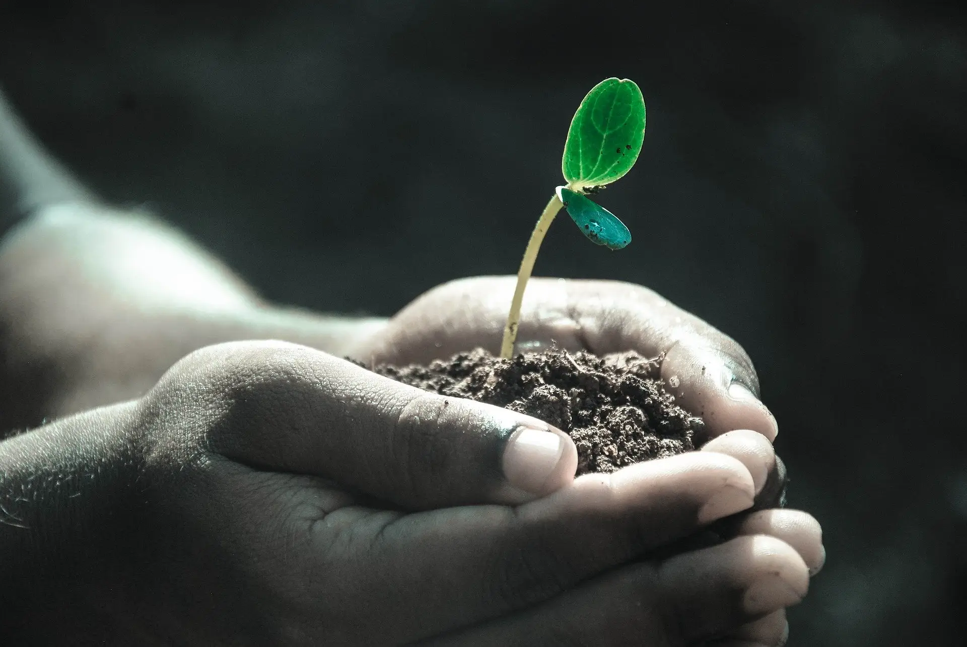 Jeune plante portée dans des mains, symbole de développement